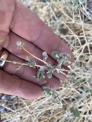 Tidestromia suffruticosa
