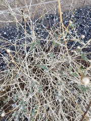 Tidestromia suffruticosa