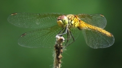 Sympetrum sanguineum
