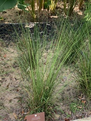 Cyperus papyrus