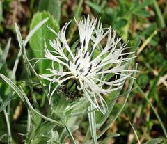 Centaurea napulifera