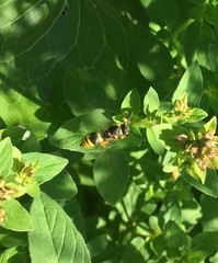 Ancistrocerus parietum