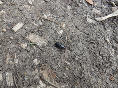 Pterostichus permundus