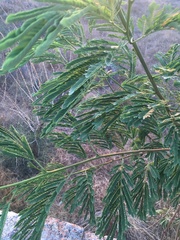 Mimosoideae