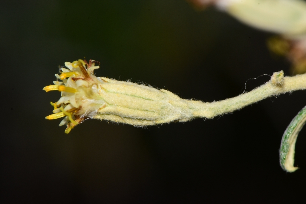 Elekmania haitiensis