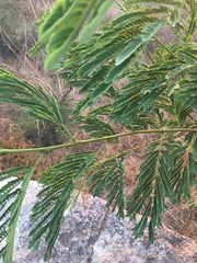Mimosoideae