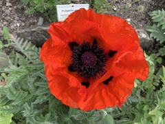 Papaver bracteatum