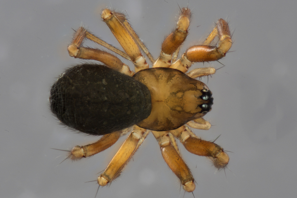 Centromerus tennapex