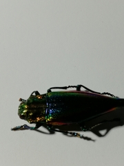 Cyphogastra javanica