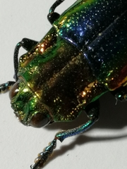 Cyphogastra javanica