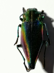 Cyphogastra javanica