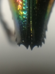 Cyphogastra javanica