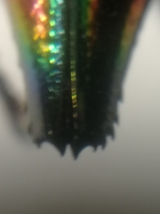 Cyphogastra javanica