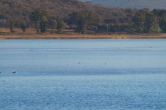 Aechmophorus clarkii