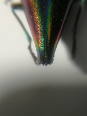 Cyphogastra javanica