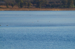 Aechmophorus clarkii