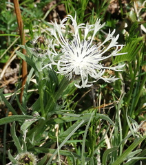 Centaurea napulifera