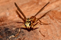 Mischocyttarus angulatus