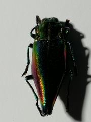 Cyphogastra javanica