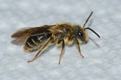 Andrena hilaris