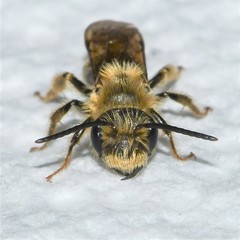 Andrena hilaris