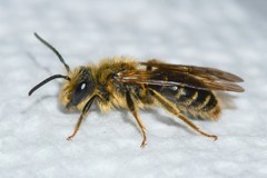 Andrena hilaris