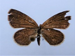 Zizeeria knysna