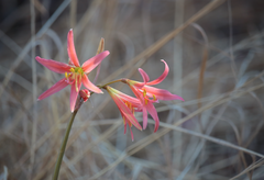 Zephyranthes advena