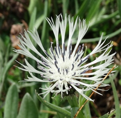 Centaurea napulifera