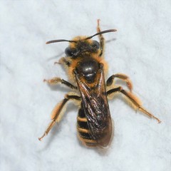 Andrena violae