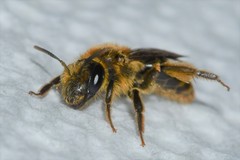 Andrena violae