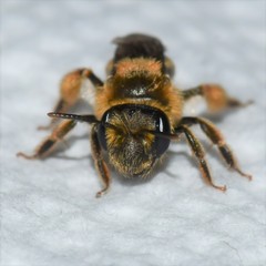 Andrena violae