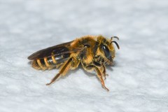 Andrena violae