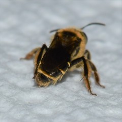Andrena violae