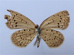 Zizeeria knysna