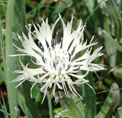 Centaurea napulifera