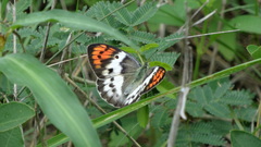 Colotis annae annae