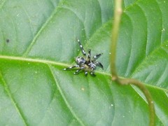 Corythalia vervloeti