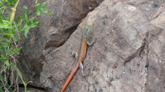 Platysaurus lebomboensis