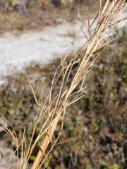 Andropogon brachystachyus