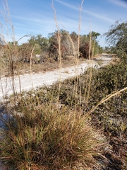 Andropogon brachystachyus
