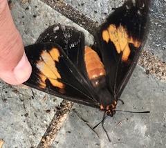 Brassolis astyra