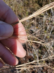 Andropogon brachystachyus