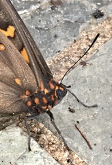 Brassolis astyra