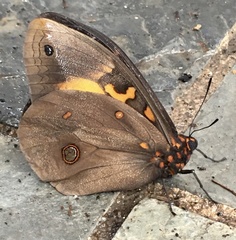 Brassolis astyra