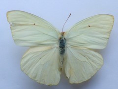 Catopsilia florella