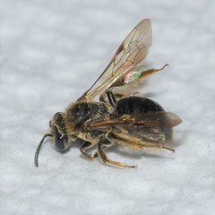 Andrena fenningeri