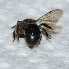 Andrena fenningeri