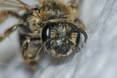Andrena fenningeri