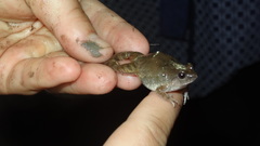 Phrynobatrachus natalensis